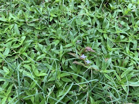 types  lawn weeds cheapest wholesalers save  jlcatjgobmx
