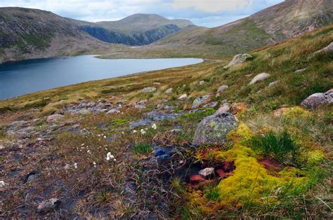 flora   cairngorms national park scotlands nature