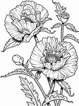 Poppy Flower Coloring Pages Poppies Drawing Colouring Kids Line sketch template