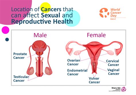 Cancers That Can Affect Your Sexual And Reproductive Health Share Net