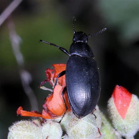 beetle bugguidenet