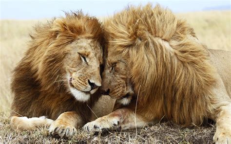 lions pair wallpapers hd wallpapers id