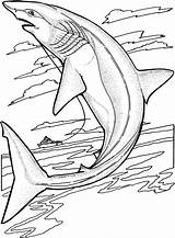 Coloring Shark Pages Marine Animals Animal Thin sketch template