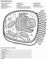 Cell Animal Coloring Key Answer Color Worksheet Biologycorner Answers Cells Membrane Diagram Quizlet Typical Worksheets Ribosomes Pages Template Tpt sketch template