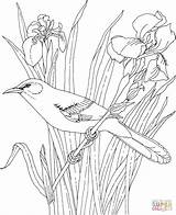 Bird State Flower Mockingbird Tennessee Coloring Pages Iris Birds Printable Drawing Bluebonnet Drawings Kids Sheets Color Gif Blue Patterns Pencil sketch template