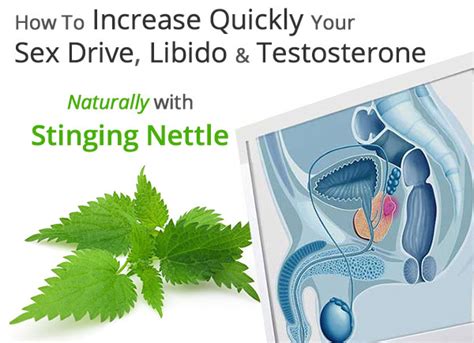 How To Increase Quickly Your Sex Drive Libido Testosterone Naturally