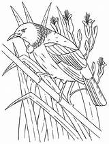 Tui Maori Template Kereru Printablecolouringpages Movers Designlooter sketch template