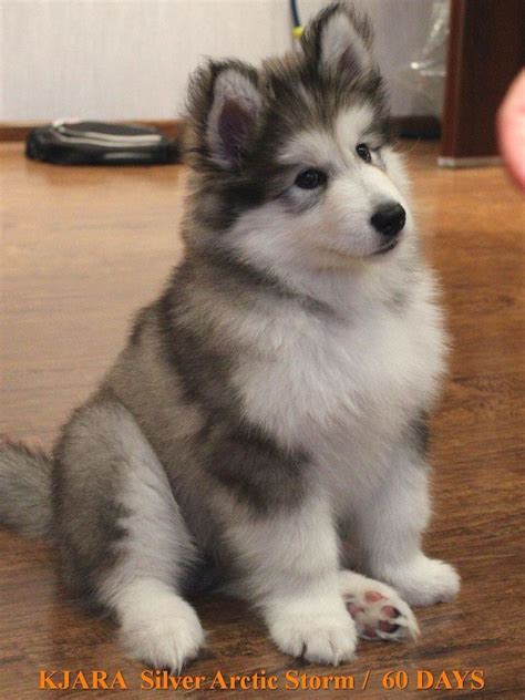 images  pictures ideas  giant alaskan malamute puppies