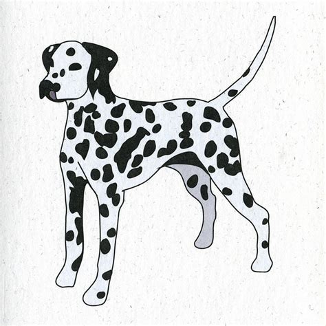 illustrated dalmatian blank card  kit  sonny notonthehighstreetcom