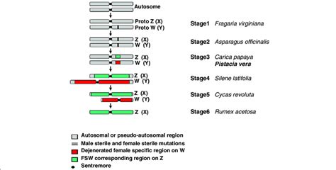 The Six Stages Of Sex Chromosome Evolution Obtained From