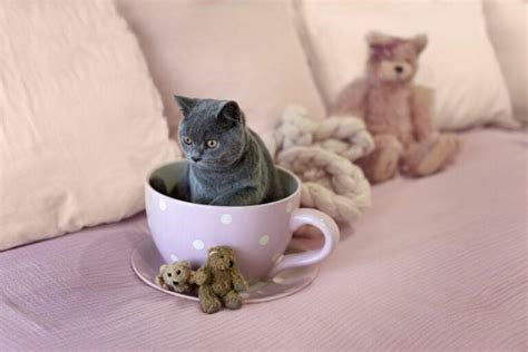 teacup cats appearance health problems zooplus magazine
