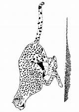 Gepard Cheetah Letzte Malvorlagen sketch template