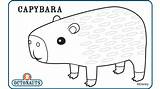 Coloring Capybara 13kb 354px sketch template