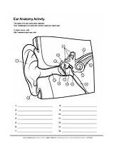 Ear Worksheet Anatomy Coloring Human Pages Biologist Asu Ask Biology Askabiologist Edu Pdf Worksheets Activity Bone Color Activities Healing sketch template