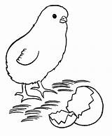 Chick Hatching Coloring Pages Color sketch template