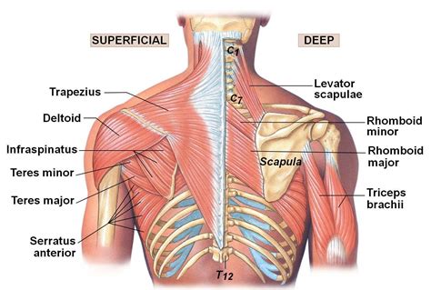 resistente apto exterior upper   shoulder anatomy normalmente sudor elegante