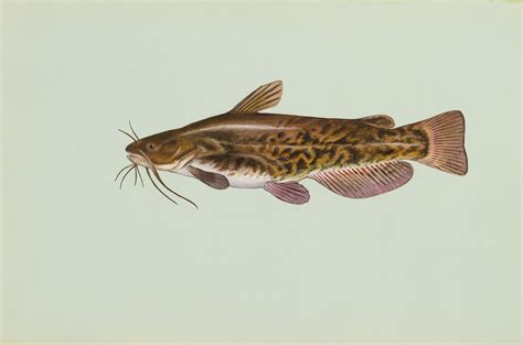 filebrown bullhead fish ameiurus nebulosusjpg