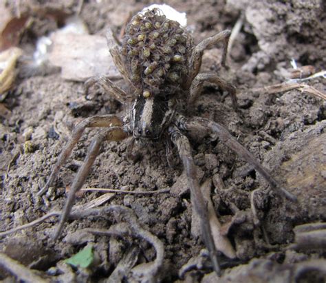 Wolf Spider With Spiderlings What S That Bug