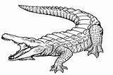 Coloring Crocodile Alligator Drawing Pages Kids Printable Caiman Baby Outline Print Line American Sketch Drawings Alligators Color Crocodiles Nile Pencil sketch template