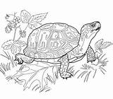 Turtle Coloring Pages Printable Box Realistic Eastern Animal Adults Color Drawing Outline Clipart Land Sheets Turtles Print Supercoloring Getcolorings Adult sketch template