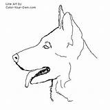 German Dog Head Shepherd Drawing Shepard Line Coloring Drawings Color Outline Study Pages Easy Lineart Animal Dogs Own Wolf Choose sketch template