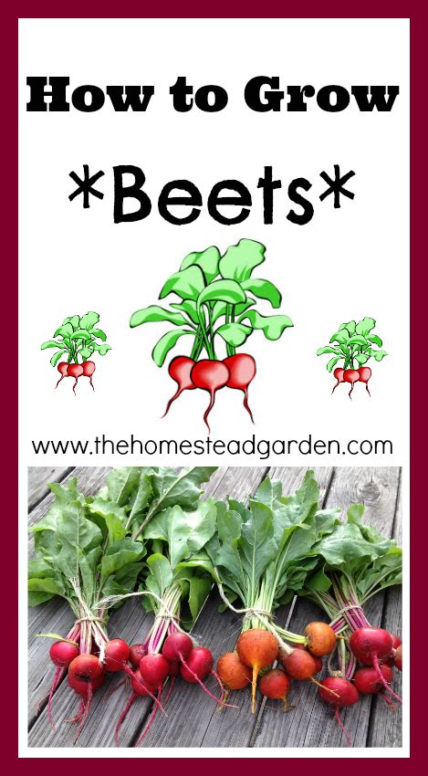grow beets  homestead garden  homestead garden