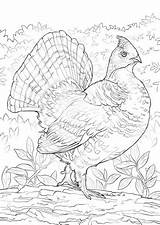 Grouse Ruffed Coloring Pages Printable Bird Color Categories Supercoloring State Choose Board sketch template