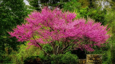 grow  redbud tree mehrabyan nursery