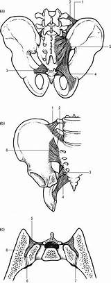 Joint Sacroiliac Anatomy Ligaments Anterior Posterior Iliolumbar Ligament Sacrospinous Fig sketch template