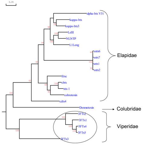 phylogenetic relationship  representative viperidae colubridae   scientific