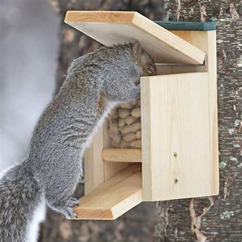 image  squirrel feeder squirrel feeder diy squirrel home