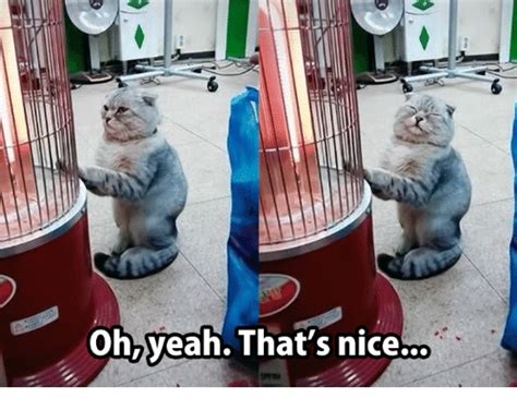 Oh Yeah That S Nice Grumpy Cat Meme On Sizzle