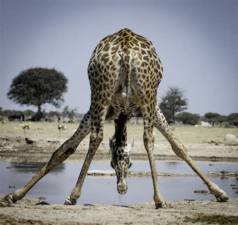 tout savoir sur la girafe femme actuelle le mag