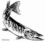 Muskie Muskellunge Illustration Drawing Fish Wildlife sketch template