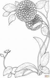 Coloring Pages Flowers Zinnia sketch template