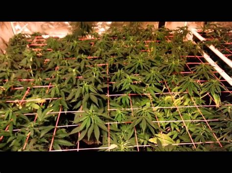 growing white widow seeds     outdoor setting white