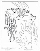 Coloring Ocean Pages Sea Cuttlefish Book Fish Printable Animal Animals Colouring Kids Sheets Seashore Books Life Au Colouringpages Clipart Adult sketch template