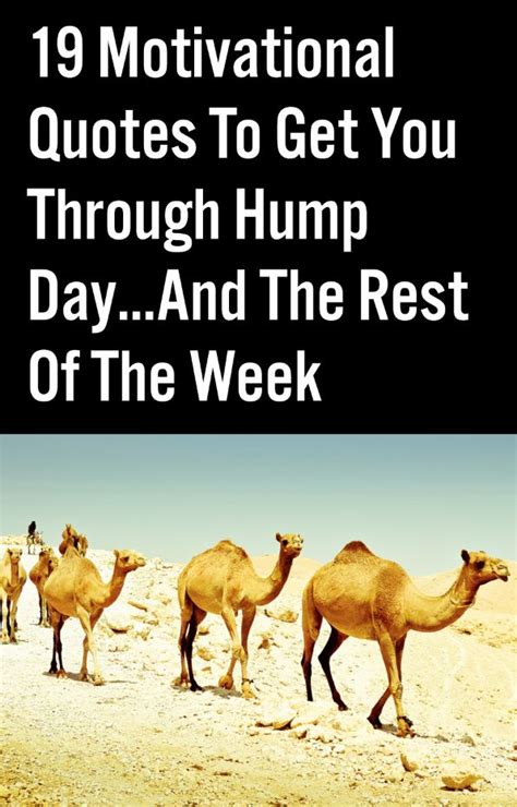 1000 Images About Hump Day On Pinterest Quotes Quotes Best