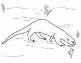 Otter Giant Coloring Pages Printable Supercoloring Links Fun Color Drawing sketch template
