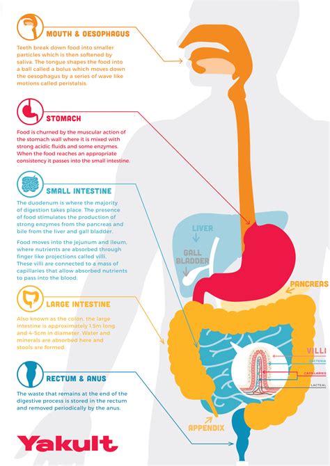 digestive system parts list