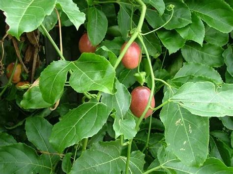 Full Sun Exposure Green Red Passion Fruit Plant Sagar Nursery Id