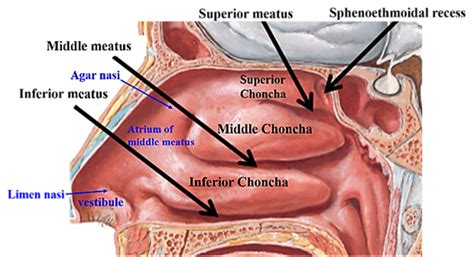 nasal cavity arterial supply  nasal meatuses  chonchae
