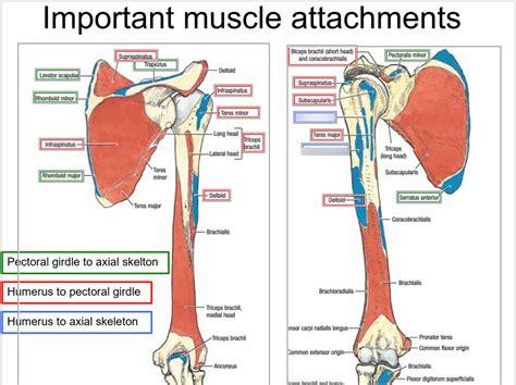 muscle attachments  humerus google search acromiocl vrogueco