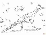 Roadrunner Coloring Pages Greater Printable Drawing Color Bird Main Version Click Skip Getdrawings Designlooter Categories Supercoloring sketch template