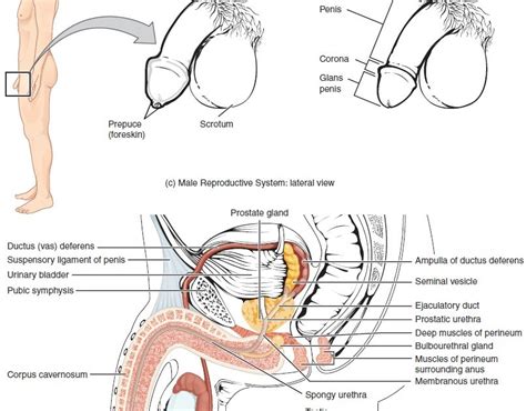 Male Anatomy Diagram Male Reproductive System Structure Function