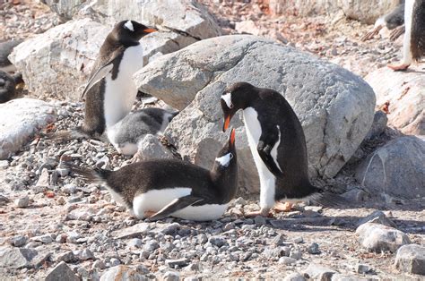penguin couple kees zwaan flickr