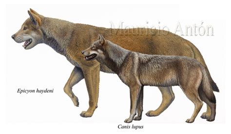 dire wolf size compared  wolf justagric