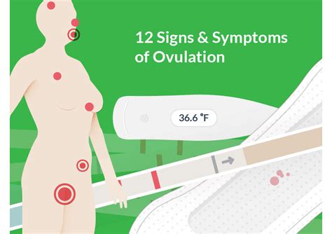 Ovulation Symptoms And Signs Top 12 Fertile Signs