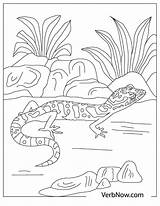 Lizards Verbnow sketch template