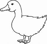 Coloring Duck Waiting Wecoloringpage sketch template
